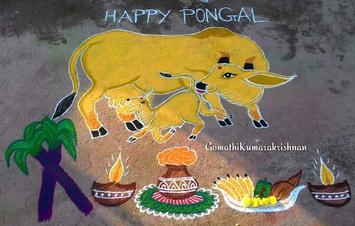 Cow with pongal Pot